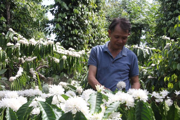 Người dân Đắk Lắk chăm sóc để hoa cà phê nở đều.