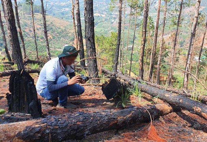 Những cây thông khác tại hiện trường đang trong tình trạng chết đứng. 