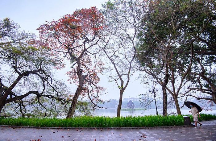 Muôn hoa lá khoe sắc trong sương sớm