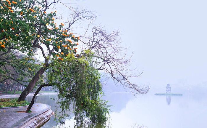 Những tán hoa vàng anh đã vội bung hoa đua nở