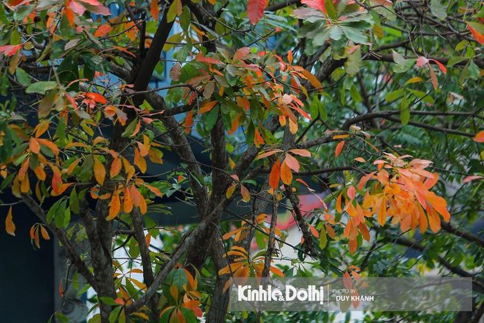 Những tán cây xen kẽ xanh vàng thể hiện rõ sự giao thoa của các mùa. 