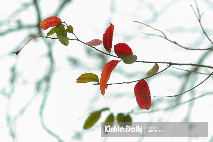 Với mùa cây thay lá, Hồ Gươm như nên thơ hơn trong những ngày lạnh cuối cùng còn sót lại.