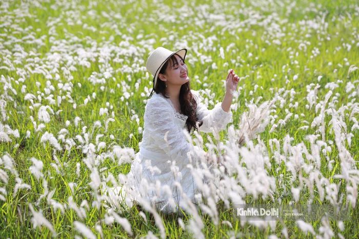 Hoa cỏ lau cũng là loại hoa mong manh, chỉ cần một cơn gió mạnh hay cơn mưa nhỏ cũng đủ làm tàn hết hoa.