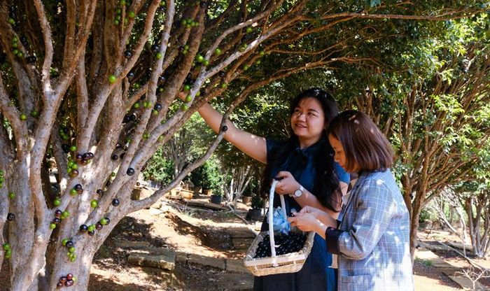 Những cây nho có tuổi đời hơn 50 năm cho trái quanh năm