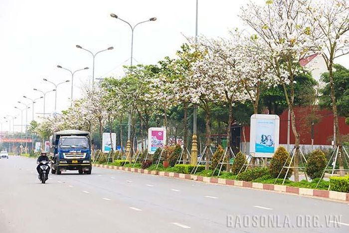 Hoa ban nở rộ trên tuyến đường Lê Duẩn.