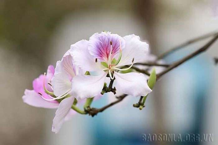 Hoa ban khoe sắc.