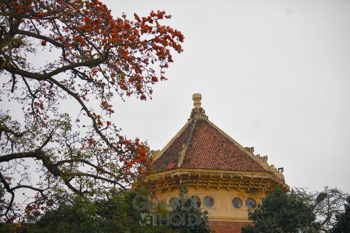 Ở nội thành Hà Nội, cây gạo không được trồng phổ biến, thế nhưng mùa hoa gạo vẫn là một món quà mà tháng ba đặc biệt thân thương dành tặng những người con Thủ đô.