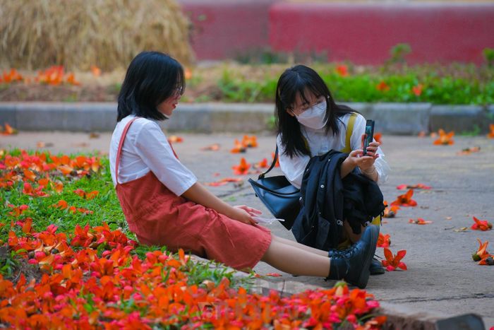 Loài hoa gây thương nhớ mỗi mùa tháng ba phố thị.