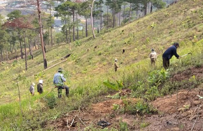 Chặt bỏ chuối và các cây nông nghiệp khác ''xen cấy'' trên diện tích đất rừng rộng lớn