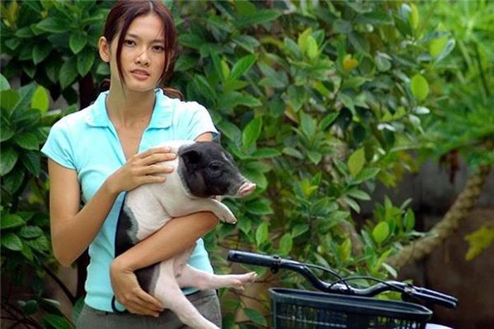 Lần đầu ngồi 'ghế nóng' The Face, Anh Thư gây chú ý khi mang theo một chú heo con đi chấm thi. Ngay từ khi xuất hiện, hình ảnh này đã gây chú ý vì gợi nhớ hình ảnh của phim 'Tuyết nhiệt đới'. Cô chọn phụ kiện là mũ rộng vành và bao tay da cùng màu với trang phục.