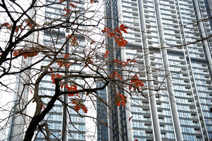 Những cây hoa bằng lăng đang chuyển mình để sang mùa mới. Những chiếc lá còn sót lại đã đổ màu đỏ rực trên những cành cây khô khẳng khiu. Khung cảnh độc đáo này rất “thu hút” các nhiếp ảnh gia tới đây chụp ảnh.