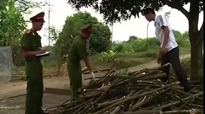 Cảnh sát tới từng nhà dân, tìm xung quanh cánh rừng để xem có vết chặt nào trùng khớp với cây gậy vừa thu được hay không. "Nút thắt" như được tháo mở, kiểm tra tại đống củi bạch đàn ở nhà Sơn, trinh sát tìm thấy một đoạn cây bạch đàn nghi trùng khớp với chiếc gậy dính máu. Đưa ra đối chiếu thì đúng cùng một thân cây. Cảnh sát còn thu trong bếp một con dao với vết mẻ còn mới.