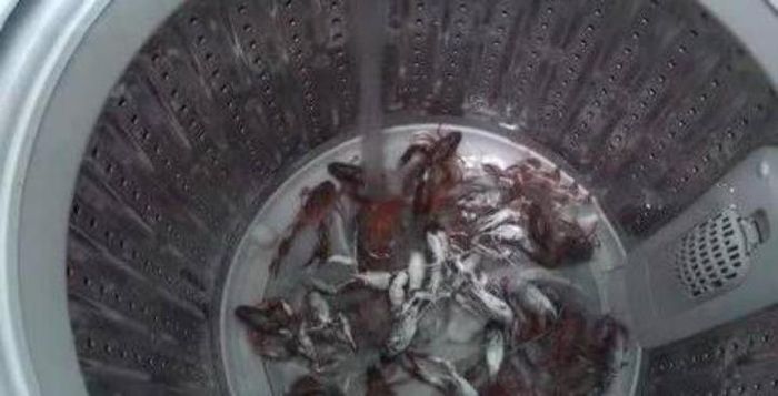Thêm muối, rượu để làm sạch.