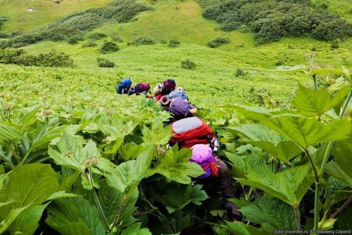 Thậm chí, một loại cỏ dại trên đảo Sakhalin cũng có chiều cao tới 2,5 m hay cây tam giác mạch ở đây sẽ có kích thước cao gấp 5 lần bình thường.