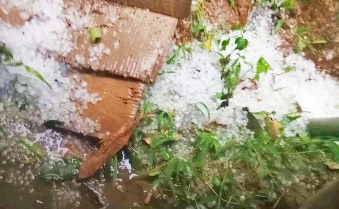Cơn mưa đá kéo dài khoảng 30 phút gây thiệt hại cây trồng của người dân tại xã Đak Rong (huyện Kbang). Ảnh: Hồng Hạnh