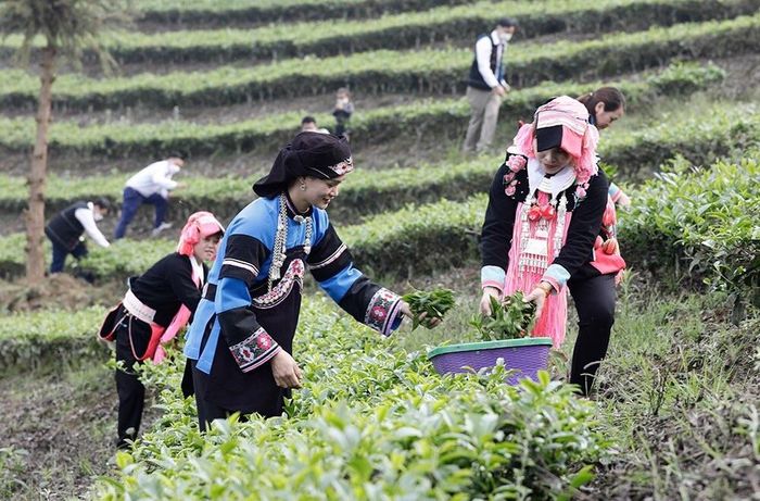 Vụ chè Xuân tuy sản lượng không cao...