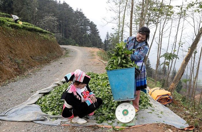 Thời điểm hiện tại, giá búp chè tươi là 6.000 đồng/kg.
