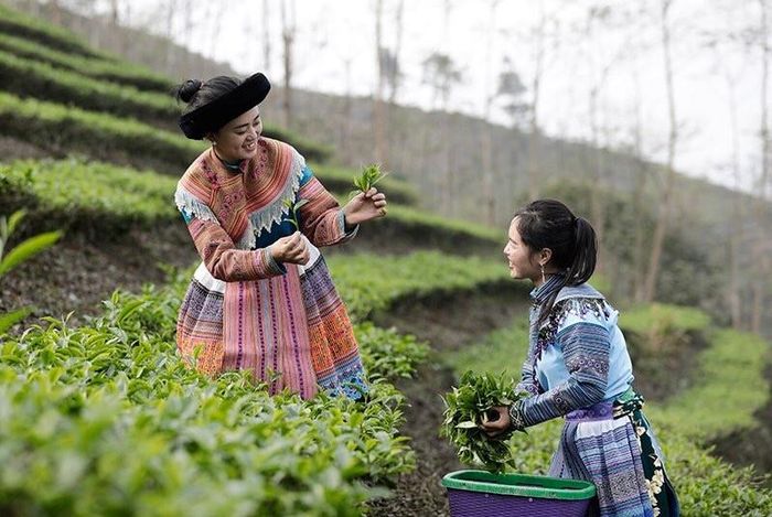 ... nên giá búp tươi luôn cao hơn các vùng chè lân cận.
