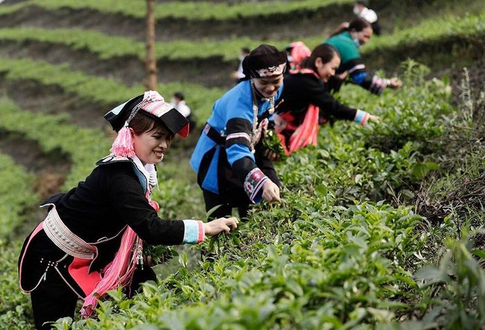 Chè nơi đây được nhà máy thu mua đánh giá cao về chất lượng...