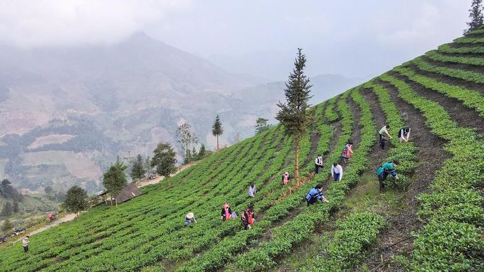 Để kịp thu hoạch, các hộ dân đổi công thu hái chè.