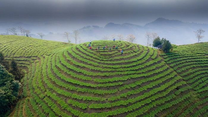 Ở Thanh Bình, chè được trồng bạt ngàn trên những sườn đồi, lưng núi, với tổng diện tích gần 700ha.