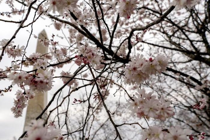 Hoa anh đào nở rộ tại Washington, DC, Mỹ, ngày 6/3/2022