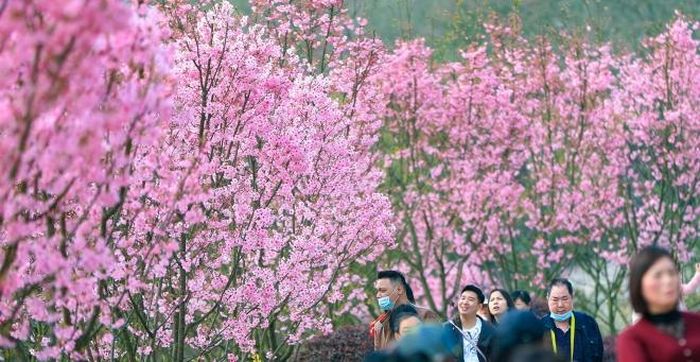 Hoa anh đào nở rộ tại Lô Châu, tỉnh Tứ Xuyên, Trung Quốc, ngày 6/3/2022