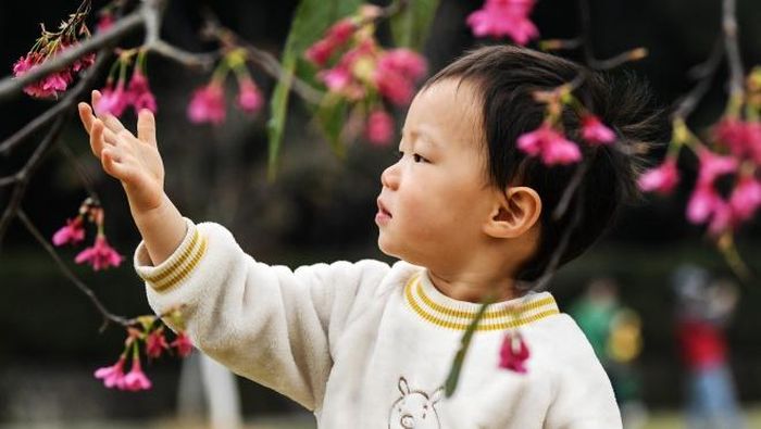 Em bé ngắm hoa anh đào trong công viện tại Nam Ninh, Khu tự trị dân tộc Choang Quảng Tây, Trung Quốc