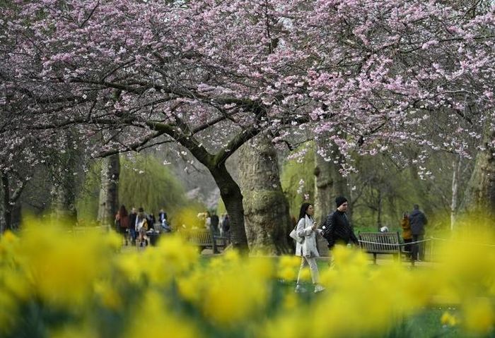 Người dân chiêm ngưỡng hoa anh đào nở rộ trong công viên tại London, Anh, ngày 15/3/2022
