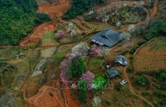 Tháng 2 âm lịch, khi hoa đào miền xuôi đã tàn từ lâu nhưng trên vùng núi cao, những cành đào vẫn rực rỡ khoe sắc. Ảnh: TTXVN phát