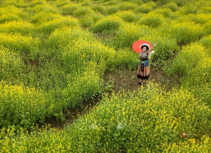 Cánh đồng hoa cải vàng rực ở huyện Trùng Khánh. Ảnh: TTXVN phát
