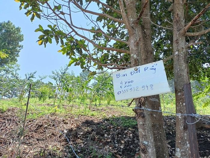 Một biển rao bán đất rẫy gần khu vực rừng thông bị đốn hạ.(Ảnh: Đặng Tuấn/TTXVN)