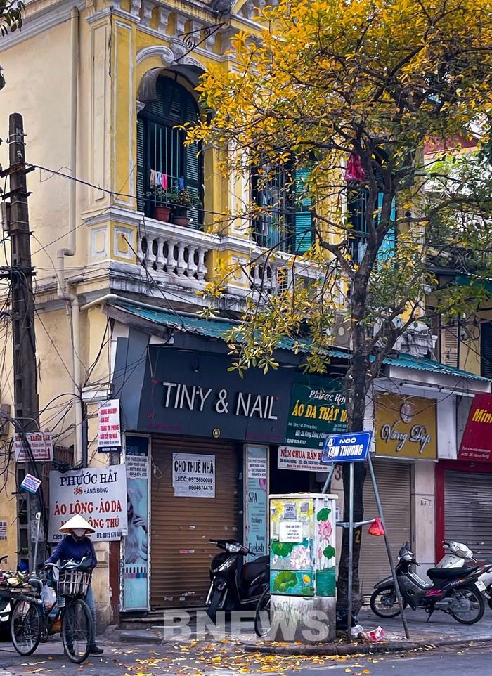 Một góc Ngõ Tạm Thương, Hà Nội cũng trở nên đẹp hơn nhờ cây thay màu lá. Ảnh: Đức Hạnh/BNEWS/TTXVN