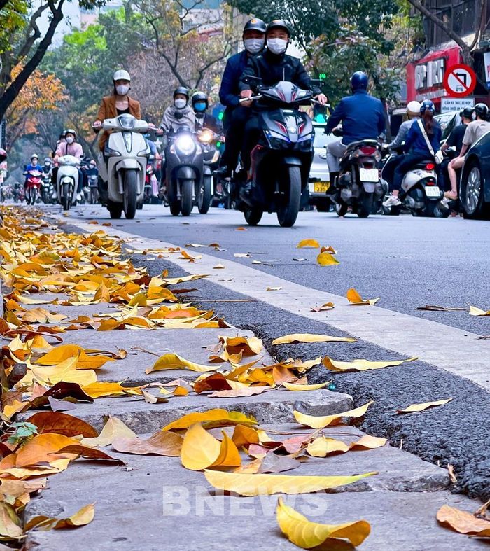 Lá rụng trải dài cả một tuyến phố. Ảnh: Đức Hạnh/BNEWS/TTXVN