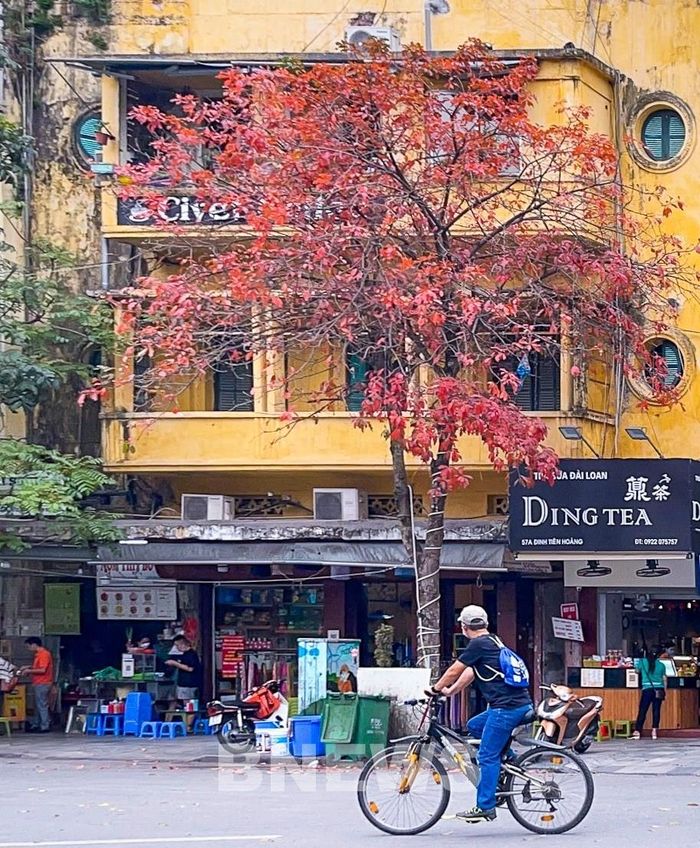 Người Hà Nội chẳng cần đợi đến mùa thu, ngay xuân này cũng có thể chiêm ngưỡng một mùa lá vàng, đỏ rực rỡ. Ảnh: Đức Hạnh/BNEWS/TTXVN