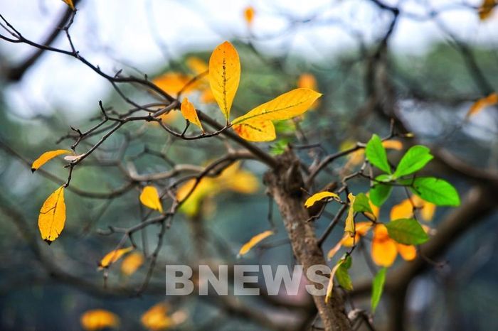 Lá vàng xen lẫn xanh, tạo nên màu sắc cho mùa thay lá của Hà Nội. Ảnh: Đức Hạnh/BNEWS/TTXVN