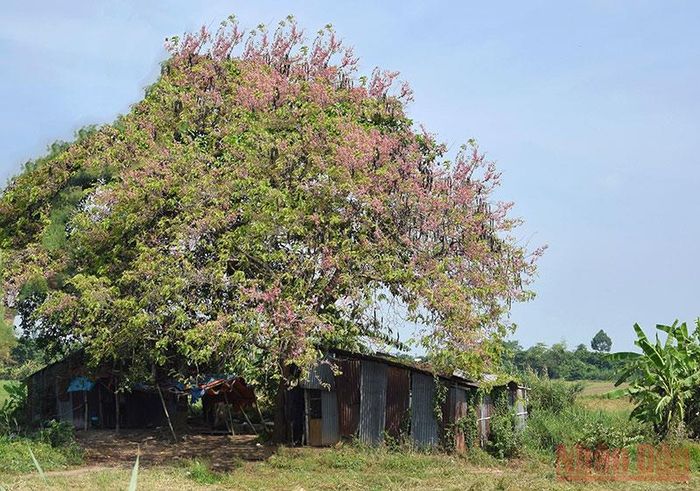 Cây ô môi mọc ven đường ĐT 852B, huyện Lấp Vò, tỉnh Đồng Tháp. 
