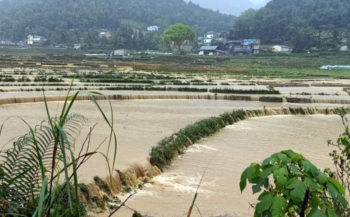 Mưa lũ đã làm hơn 100 ha lúa và cây hoa màu của hai huyện Mường Khương và Si Ma Cai bị vùi lấp, ngập úng.