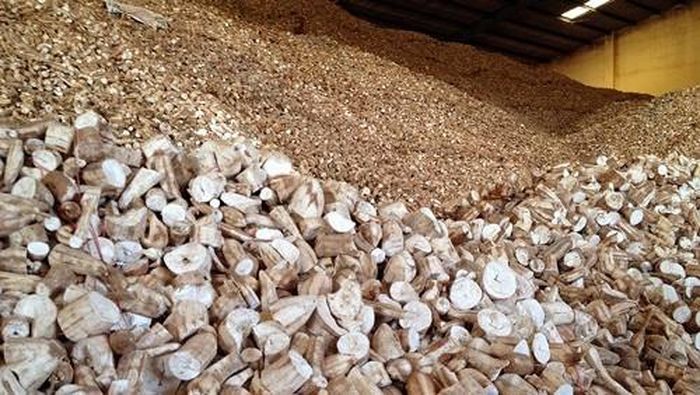 Tổng cục Thuế đã phát hiện một số doanh nghiệp xuất khẩu tinh bột sắn không đáp ứng đủ điều kiện về hoàn thuế GTGT.