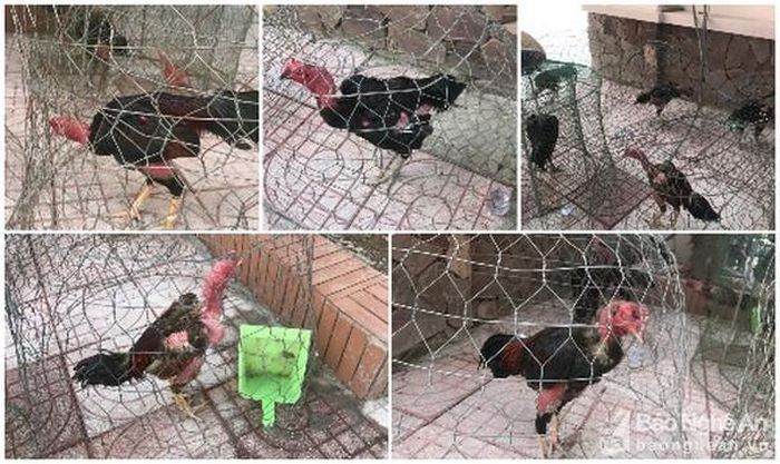Công an thu giữ 07 con gà chọi phục vụ chơi đá gà ăn tiền. Ảnh: Hồng Ngọc
