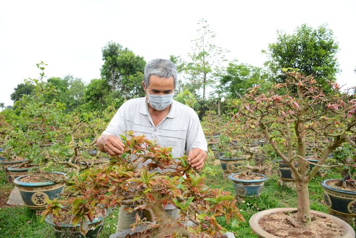 Ông Nguyễn Văn Chức (tổ 4, phường Yên Thế) đã làm giàu trên chính mảnh đất mà cha mẹ mình đã bỏ công khai hoang. Ảnh: Minh Nguyễn