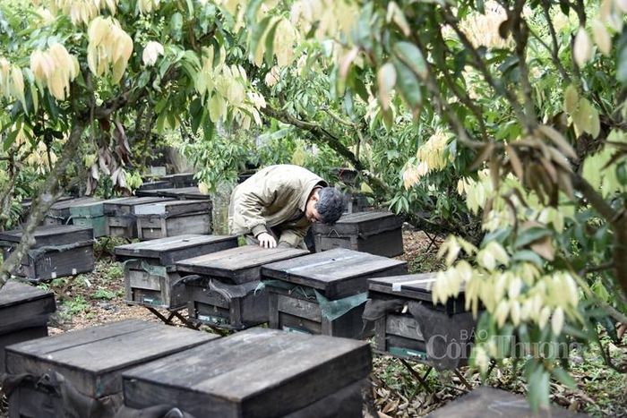 Dưới những tán vải thiều xanh mát, hàng trăm thùng ong được đặt trong vườn