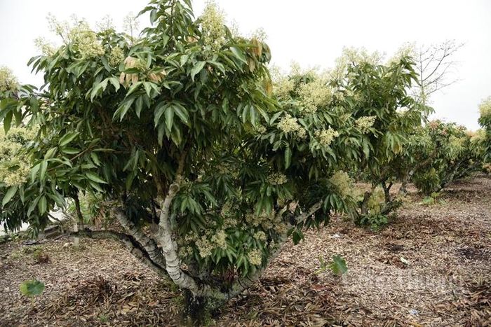 Không gian mát mẻ hoa vải trổ bông