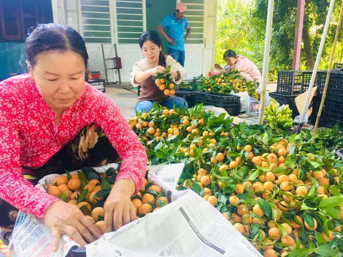 Trái thanh trà sau khi hái từ trên cây xuống được phân loại nhất, nhì, ba để đóng gói và vận chuyển giao cho thương lái. 