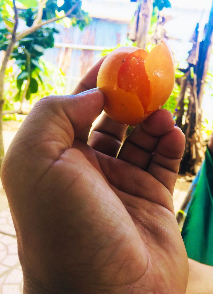 Muốn thưởng thức trái thanh trà ngon, sau khi hái bỏ lòng bàn tay vò cho mềm rồi bóc vỏ ăn sẽ ngọt hơn nhiều. 