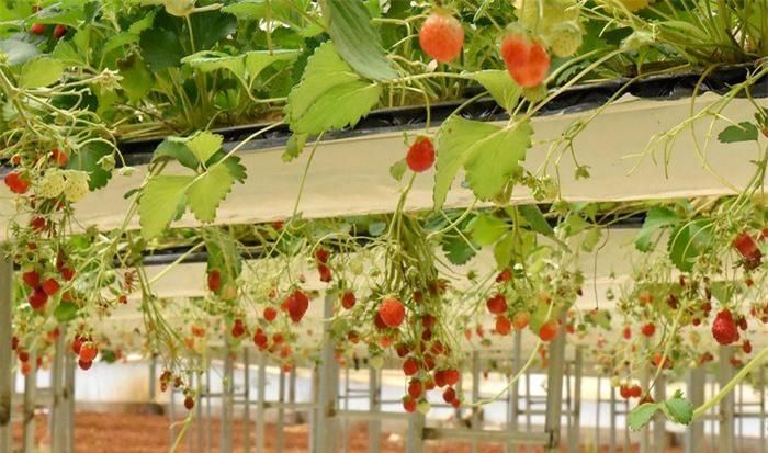 Hay tham quan, trải nghiệm tại các vườn dâu tây chín mọng trĩu quả.