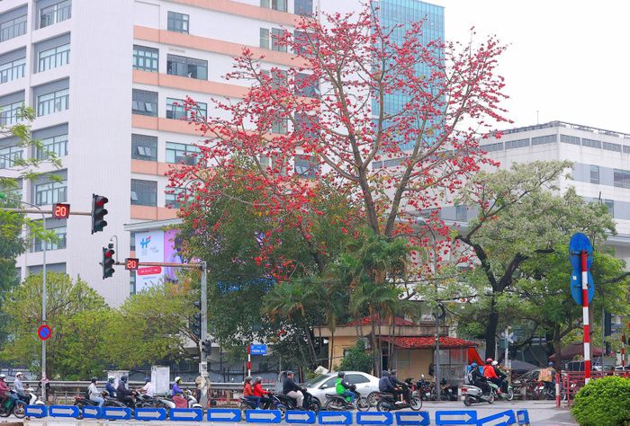 Dạo quanh những con đường ở Hà Nội, chúng ta dễ dàng bắt gặp những cây hoa gạo đã trổ đầy hoa