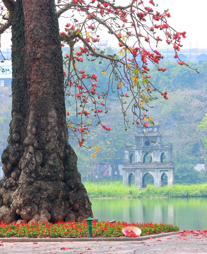 Được biết, cây gạo cổ thụ ở Hồ Gươm đã hơn 100 năm tuổi