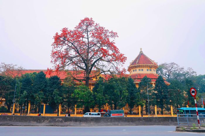 Bảo tàng Lịch sử Quốc gia trên phố Tràng Tiền nổi tiếng với cây hoa gạo to đẹp nhất giữa lòng Thủ đô. Sắc đỏ của hoa gạo cùng nét cổ kính của bảo tàng hòa quyện vào nhau, tạo nên một bức tranh mang đậm màu sắc hoài cổ