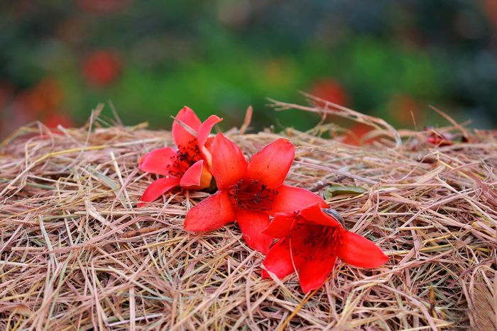Người xưa coi hoa gạo như một phần của đời sống nông thôn, báo hiệu thời điểm tiến hành một số hoạt động nhà nông